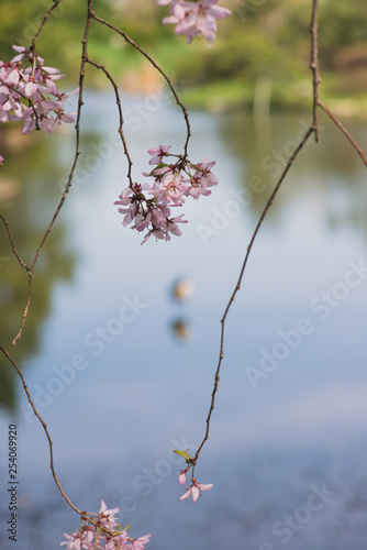 pink cherry blossoms on a branch in the Spring