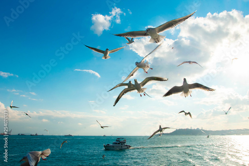 Seagulls in the skies of Istanbul above the sea a very beautiful view