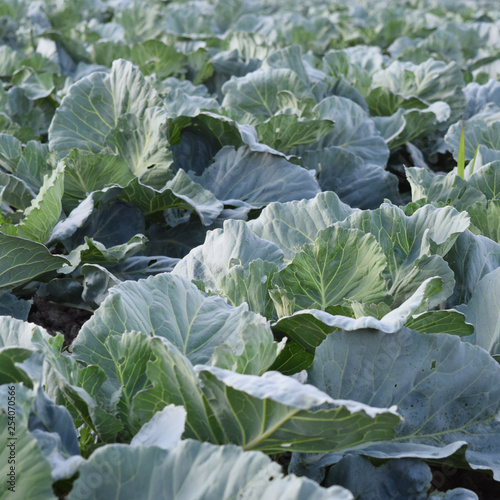 Cabbage field