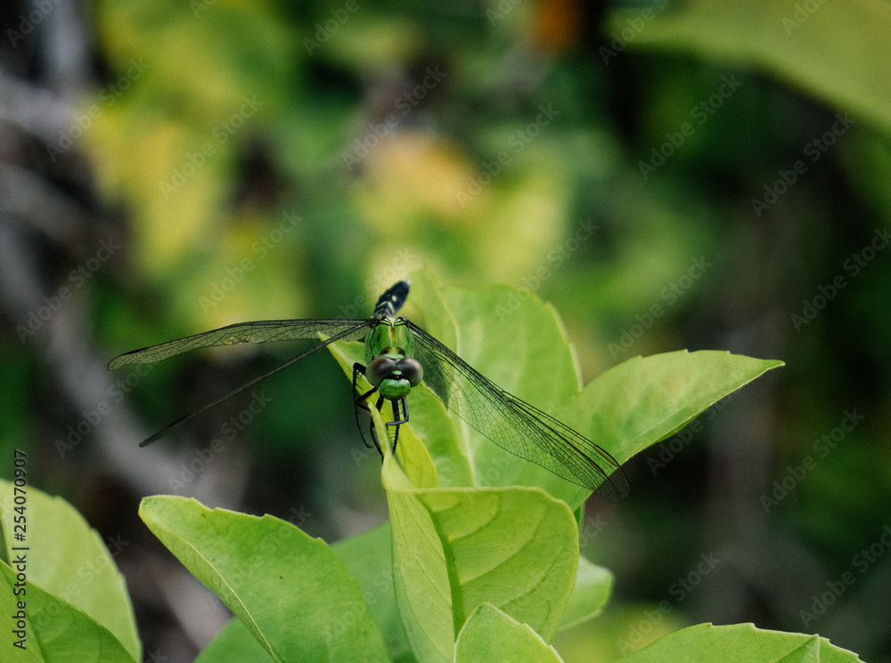 Dragonfly is resting on green leaf Dragonfly is resting on green leaf