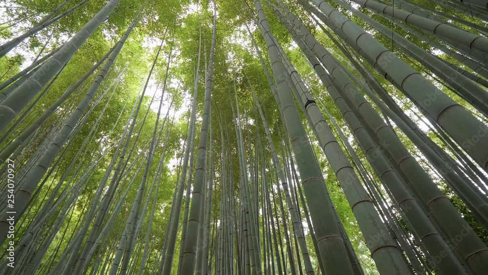 Amazing wide angle view of the Bamboo Forest in Kamakura Amazing wide angle view of the Bamboo Forest in Kamakura