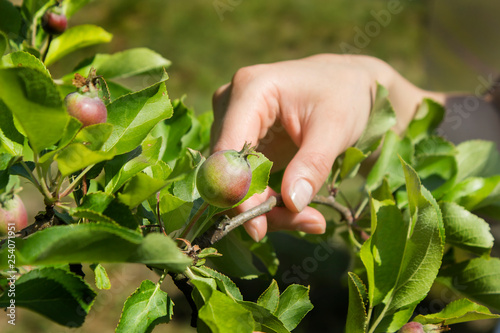 Dłoń kobiety trzyma młodą gałązkę jabłoni z młodym rosnącym owocem.