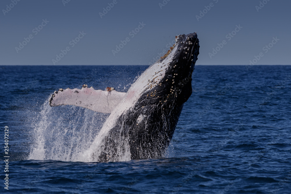 Fototapeta premium Breaching Humpback Whale (Megaptera novaeangliae), Port Stephens, Australia