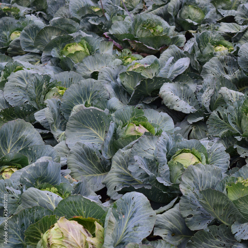 Cabbage field. Cultivation of cabbage in an open ground in the field. Month July, cabbage still the young photo