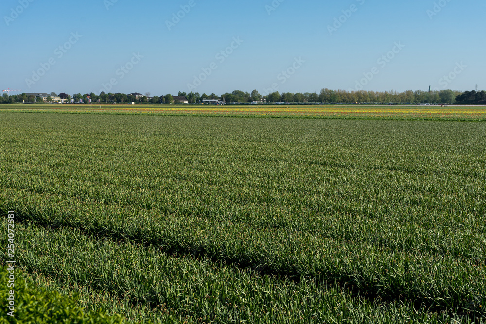 Netherlands,Lisse, a large green field