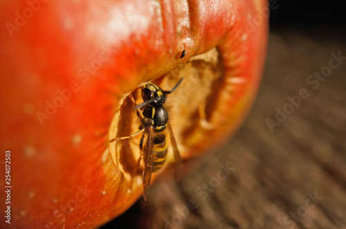 Insekt - Wespe © Revilo Lessen
