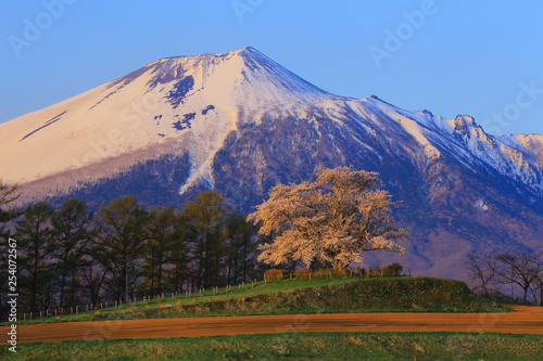 岩手山と桜