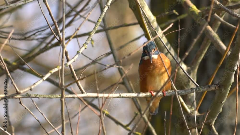 Beautiful colourful kingfisher sitting on branch Beautiful colourful kingfisher sitting on branch
