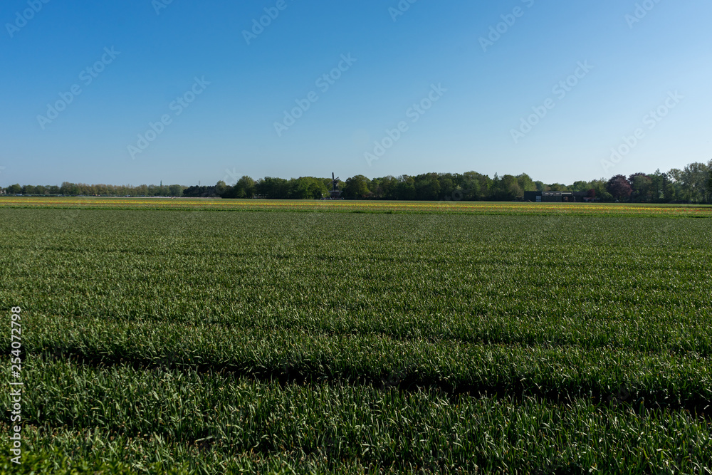 Netherlands,Lisse, a large green field with trees in the background