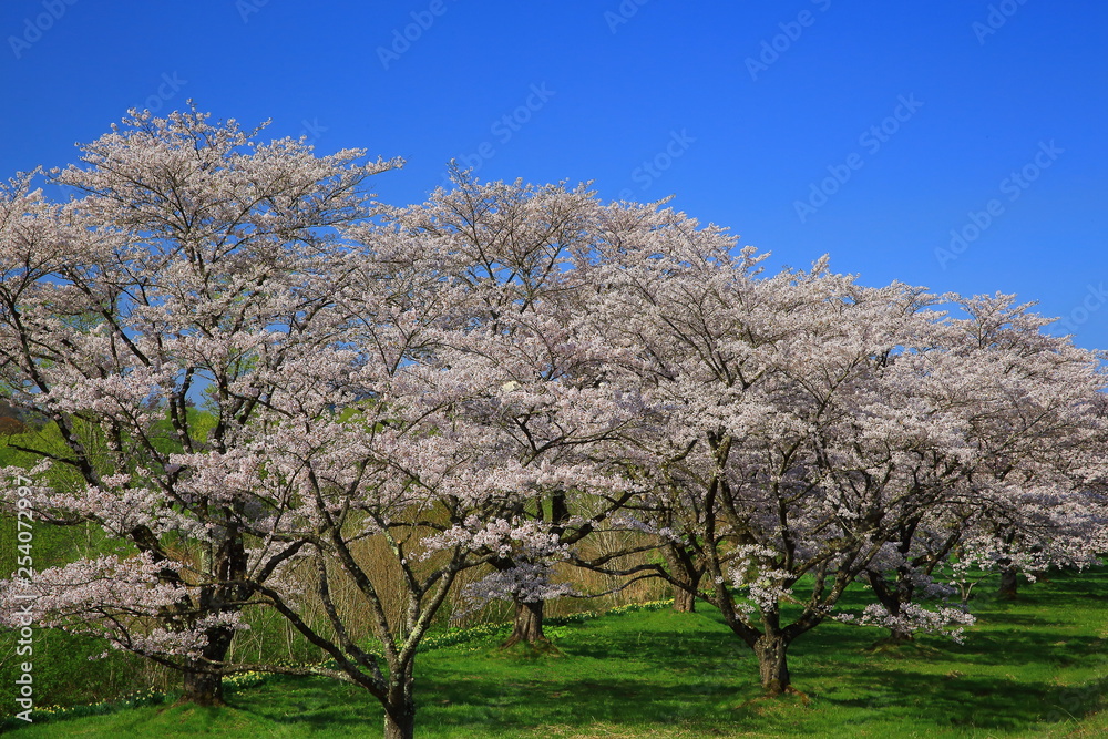 春の桜並木 春の桜並木