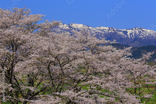 春の桜並木 © yspbqh14