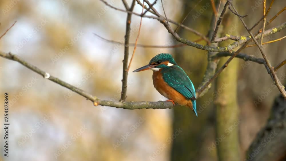 Kingfisher sitting on the branch Kingfisher sitting on the branch