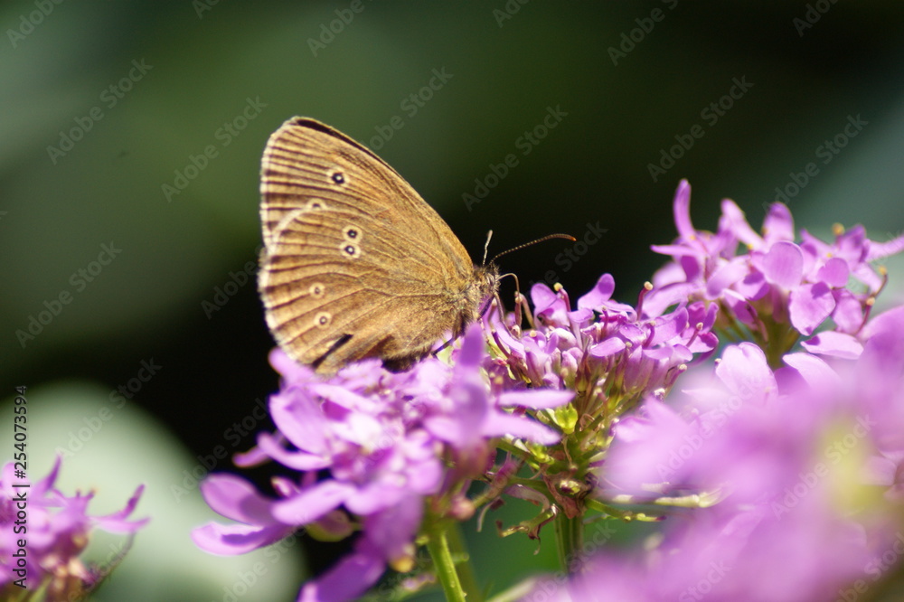 Schmetterling Schmetterling