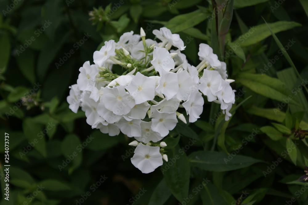 Blume Blume