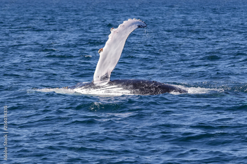 Fototapeta premium Humpback Whale (Megaptera novaeangliae) waving pectoral fin, Port Stephens, Australia