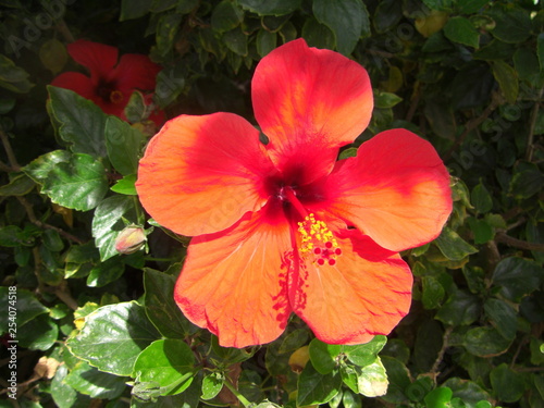 Blume Hibiscus