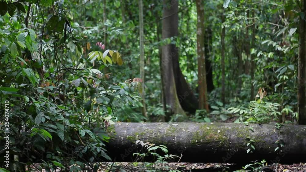 Huge Rainforest in Borneo, Malaysia filming from ground, Huge tree