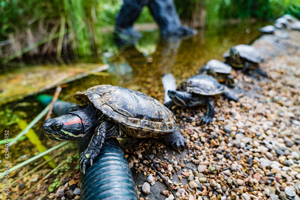 Obraz premium turtle near water
