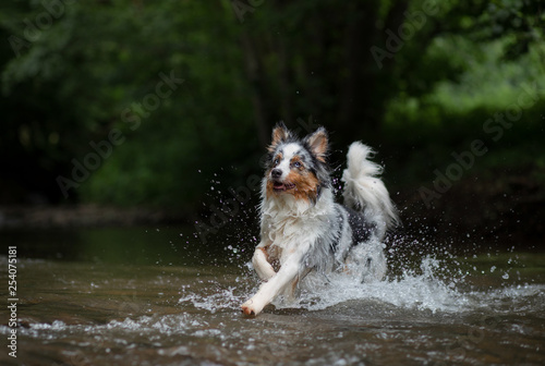 Fototapeta Naklejka Na Ścianę i Meble -  the dog runs on water, shakes off. Happy pet. active Australian Shepherd