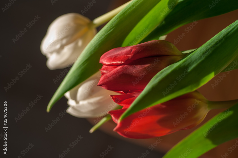 Tulips in a bouquet on a dark background Tulips in a bouquet on a dark background