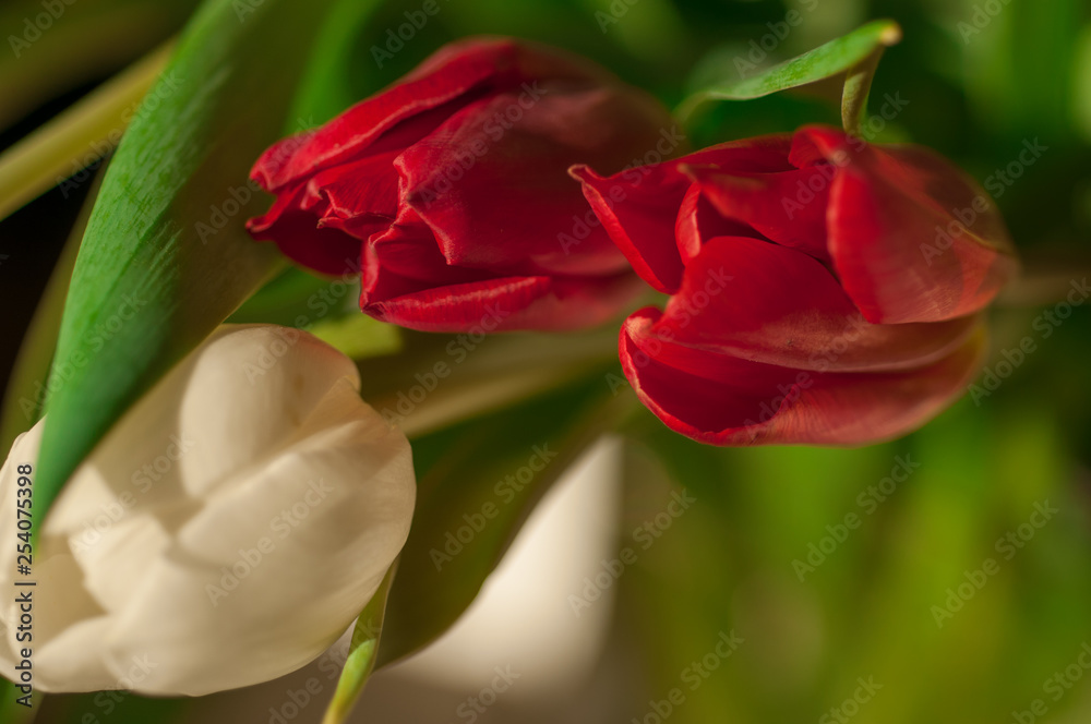 Tulips in a bouquet on a blurred background Tulips in a bouquet on a blurred background