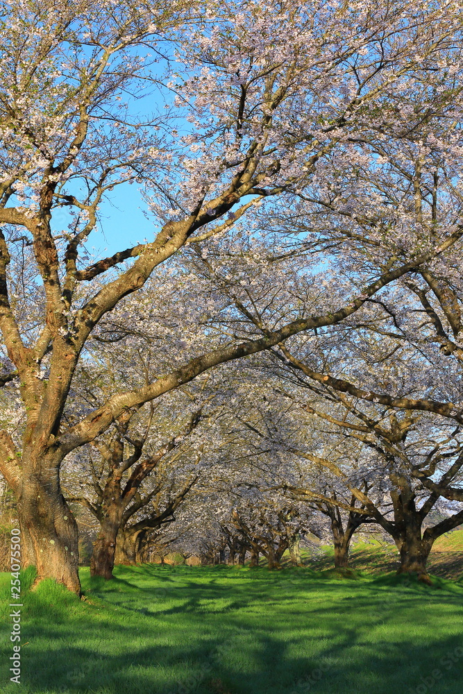 春の桜並木 春の桜並木