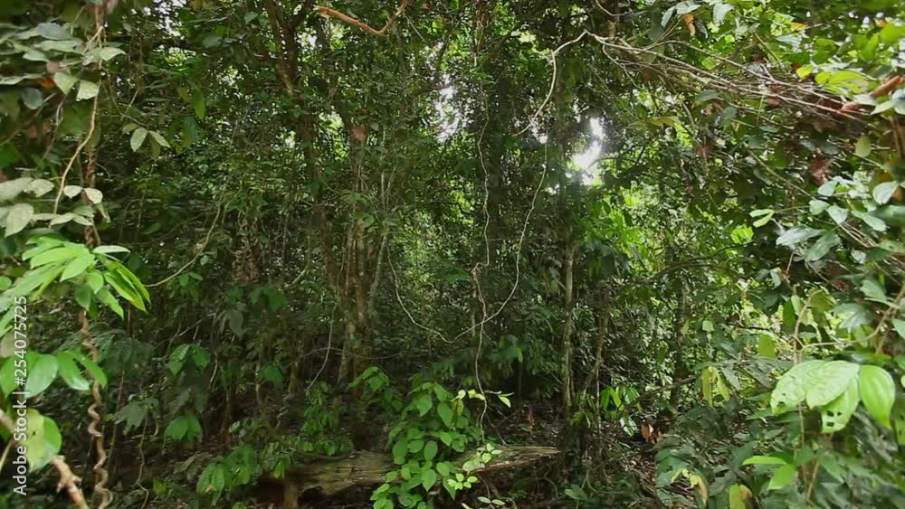 Panoramic view Bornean rainforest, filming from the ground Panoramic view Bornean rainforest, filming from the ground
