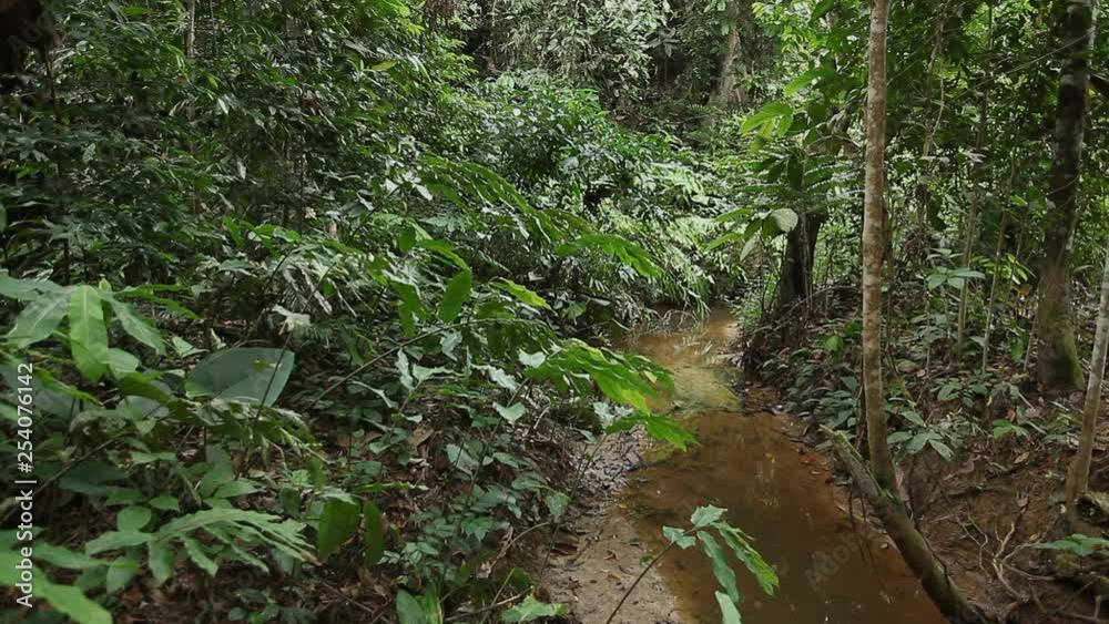 Small stream in the Bornean rainforest