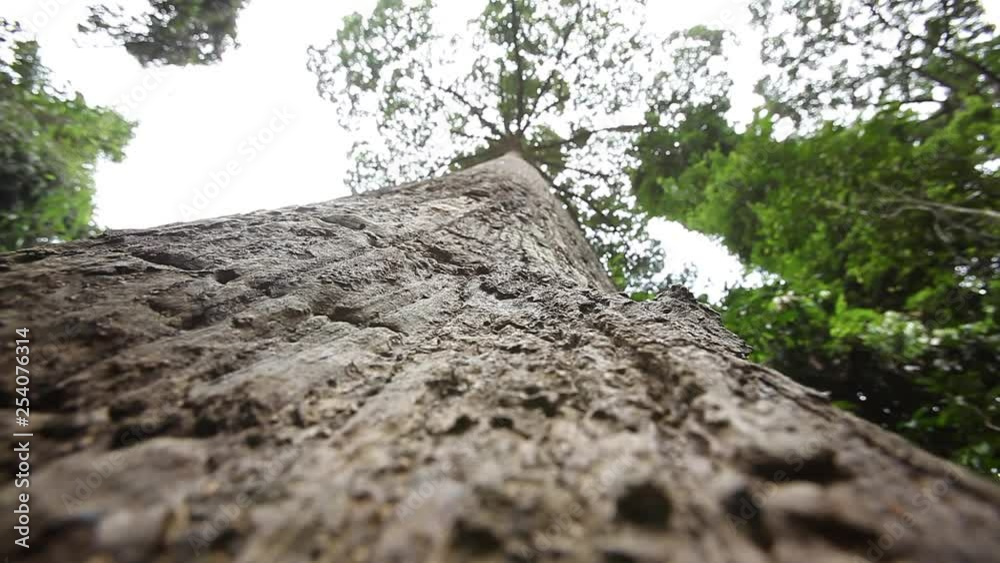 Huge tree in the rainforest, Sabah Borneo Malaysia, Huge tree in the rainforest, Sabah Borneo Malaysia,