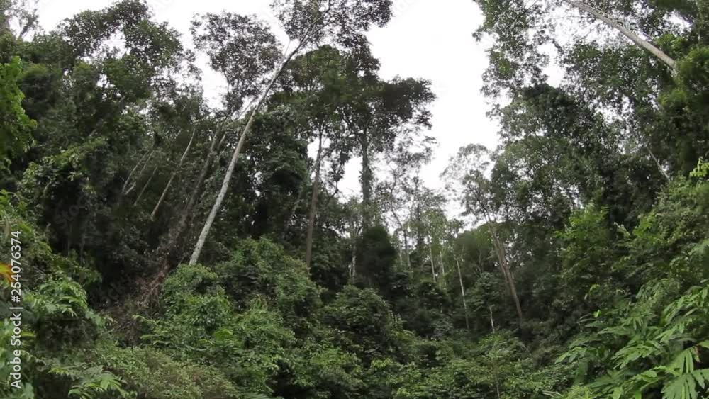 Huge tree in the rainforest, Sabah Borneo Huge tree in the rainforest, Sabah Borneo