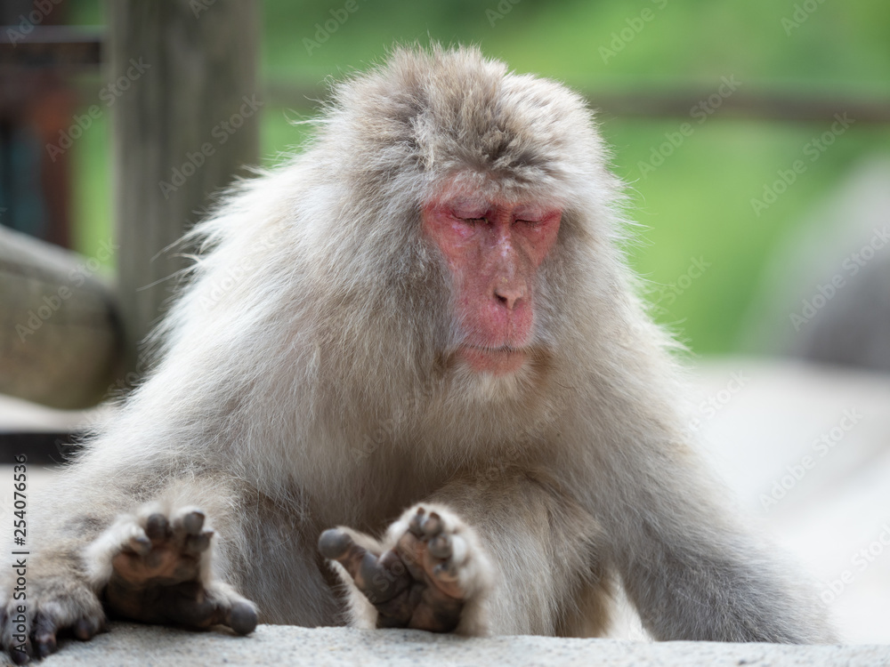 Naklejka premium 長野 地獄谷野猿公苑温泉