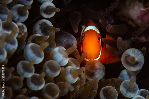 Spinecheek Anemonefish and Tentacles in Papua New Guinea