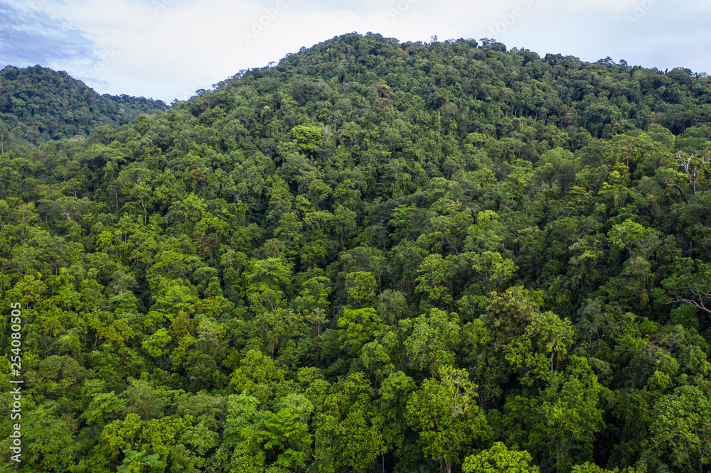 Aerial of Rainforest Canopy in New Britain, Papua New Guinea