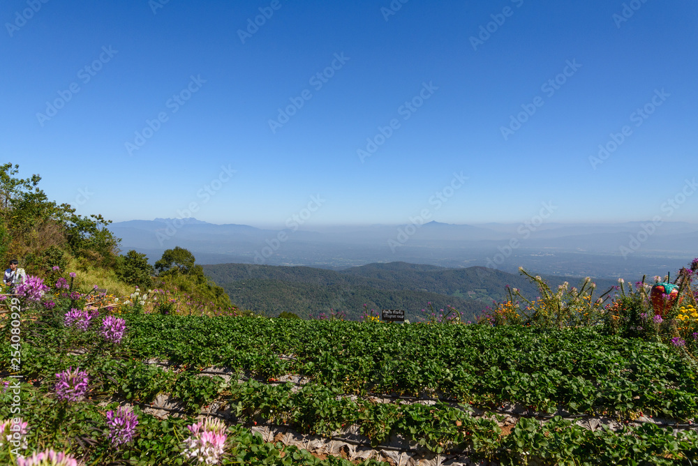 Outdoor sunny view of flower field and retreat landscape with background mountain range, forest and clear blur sky at Mon Chaem mountaintop in Chiang Mai, Thailand. Outdoor sunny view of flower field and retreat landscape with background mountain range, forest and clear blur sky at Mon Chaem mountaintop in Chiang Mai, Thailand.