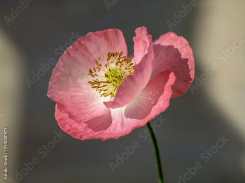 Pink Poppy in the studio
