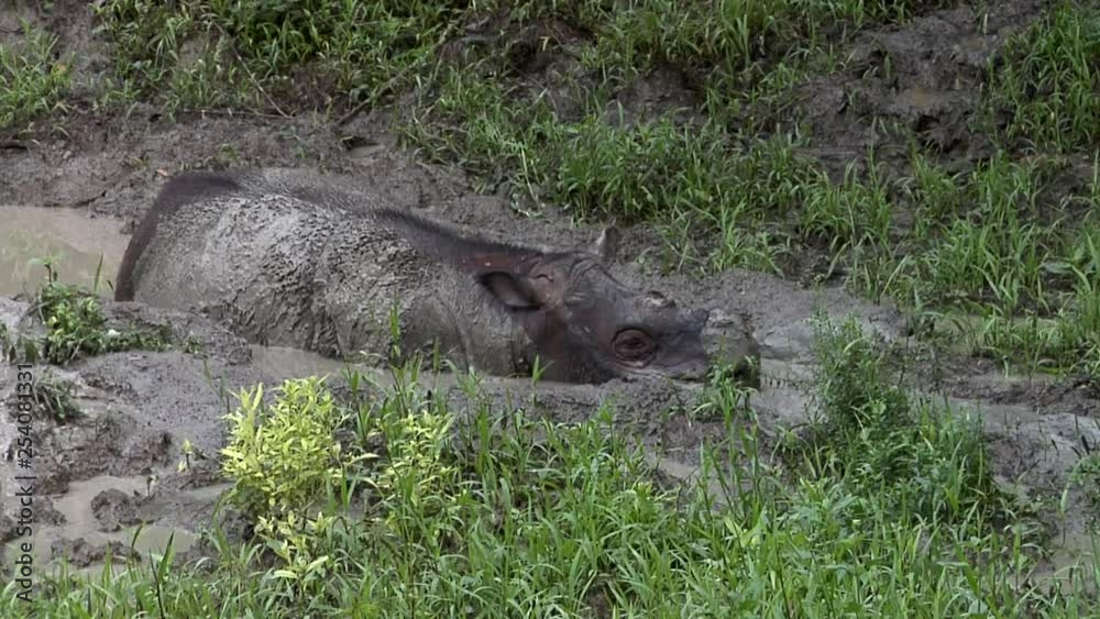Tamtam, Sabah Rhino in the mud bath Tamtam, Sabah Rhino in the mud bath