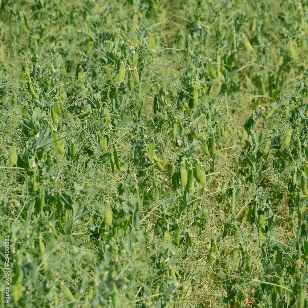 Obraz premium Green peas in the field. Growing peas in the field. Stems and pods of peas