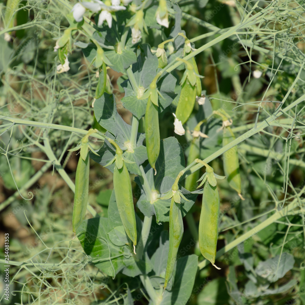 Green peas in the field. Growing peas in the field. Stems and pods of peas Green peas in the field. Growing peas in the field. Stems and pods of peas