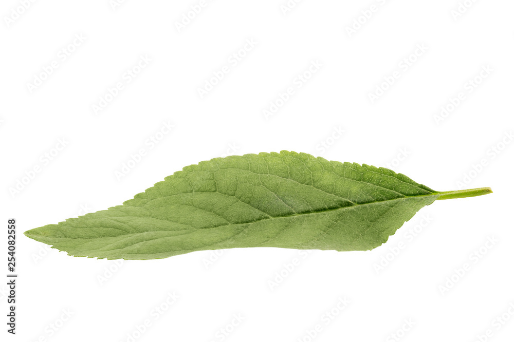 Obraz premium Green apple leaf isolated on white background