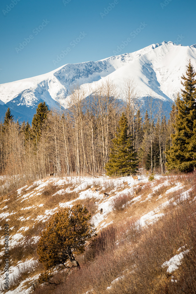 Spring Mule Deer Grazing in the Mountains Spring Mule Deer Grazing in the Mountains