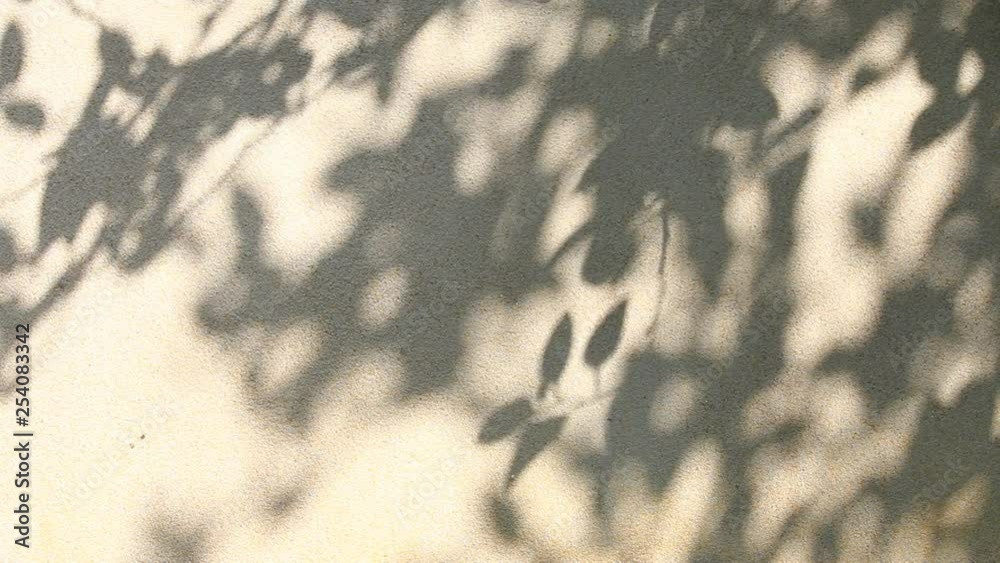 Leaves shadow on the wall, Chiangmai Thailand Leaves shadow on the wall, Chiangmai Thailand