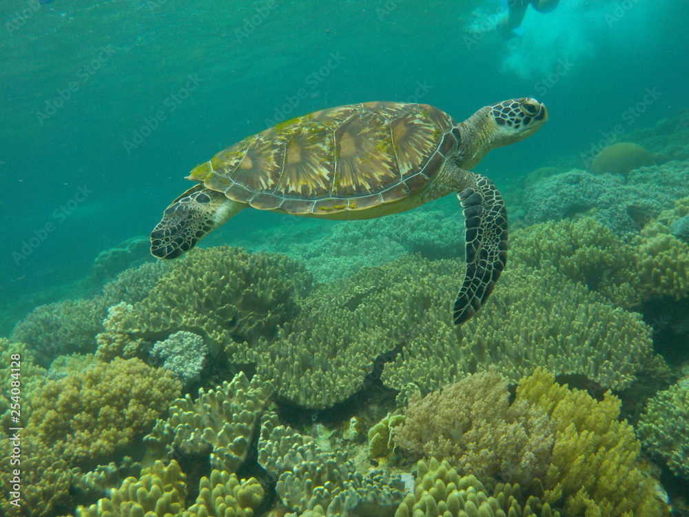 Fototapeta premium Underwater view of sea turtle swimming at Apo Island, Philippines