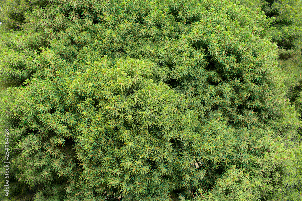 Green leaves with beautiful pattern in jungle for organic concept. Green background from a plant bush