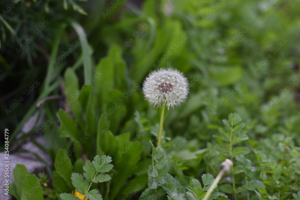 Dandelion Soft Green Background Dandelion Soft Green Background
