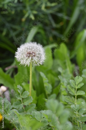 Dandelion Soft Green Background