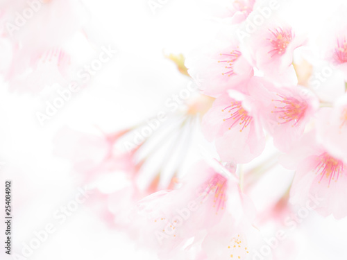桜の花。日本の春