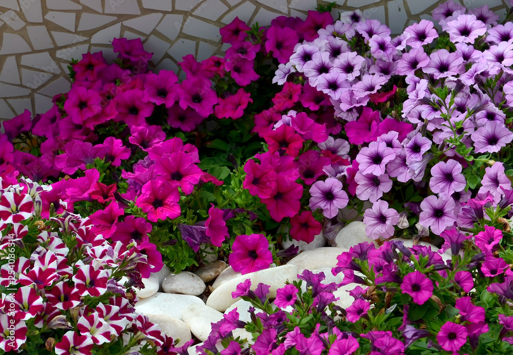 Petunia flowers on a flower bed in summer garden.Bright colorful petunias floral background. Selective focus.