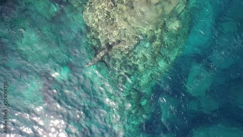 Aerial cenital shot of a sea lion swimmingin 