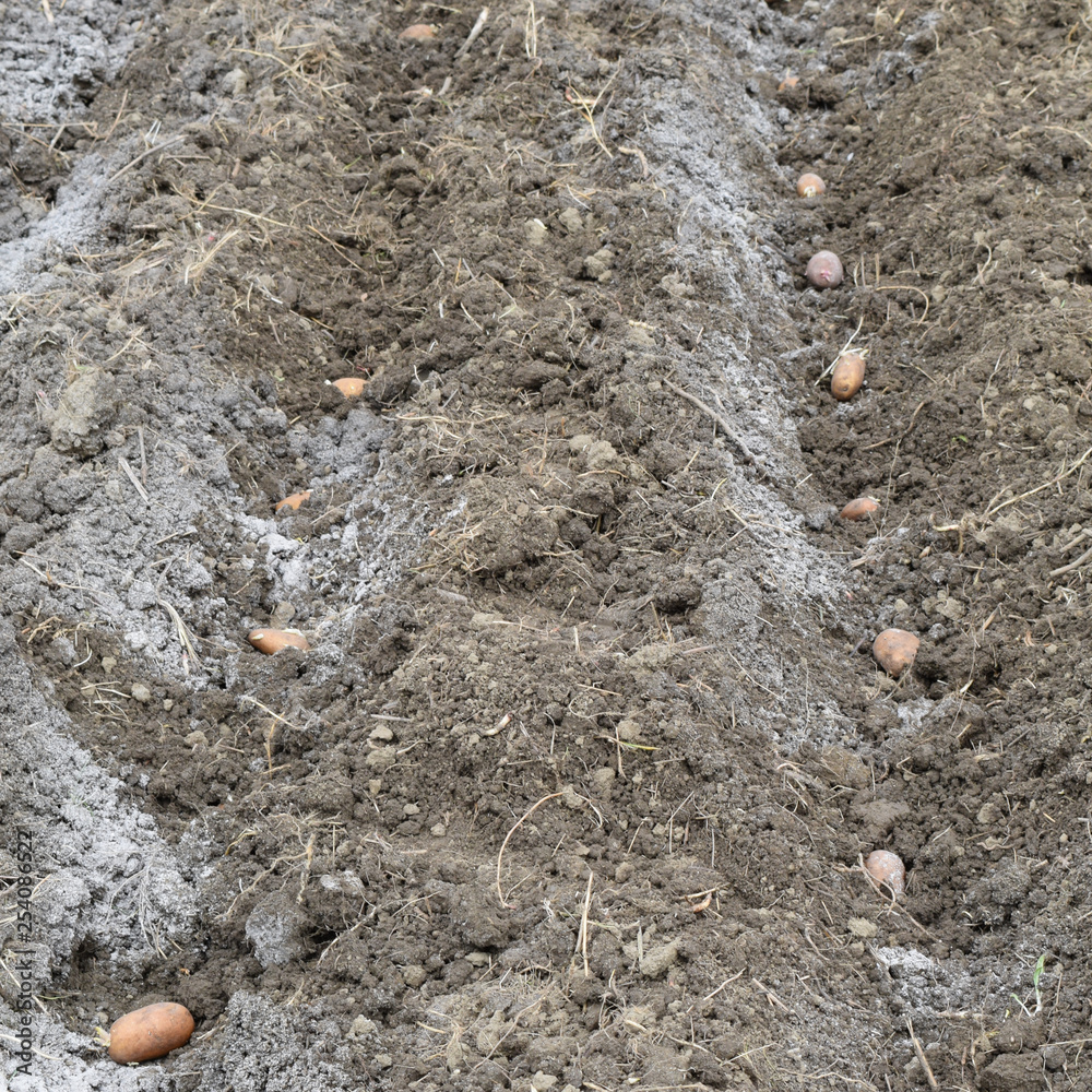 Planting potatoes in the garden Planting potatoes in the garden