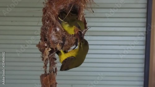 A female sunbird feeding a large insect to her baby . it s a struggle with the baby trying to swallow the food and mum pulling it out to  slow down the process. The baby is complaining. photo